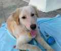 Χαρίζεται σκύλος που βρέθηκε στην Αθήνα